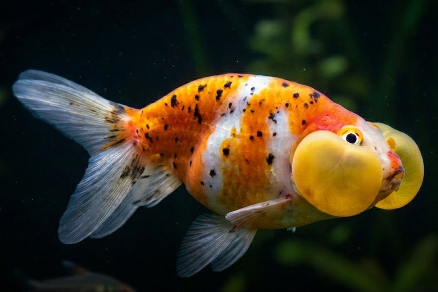 Carassius Burbuja