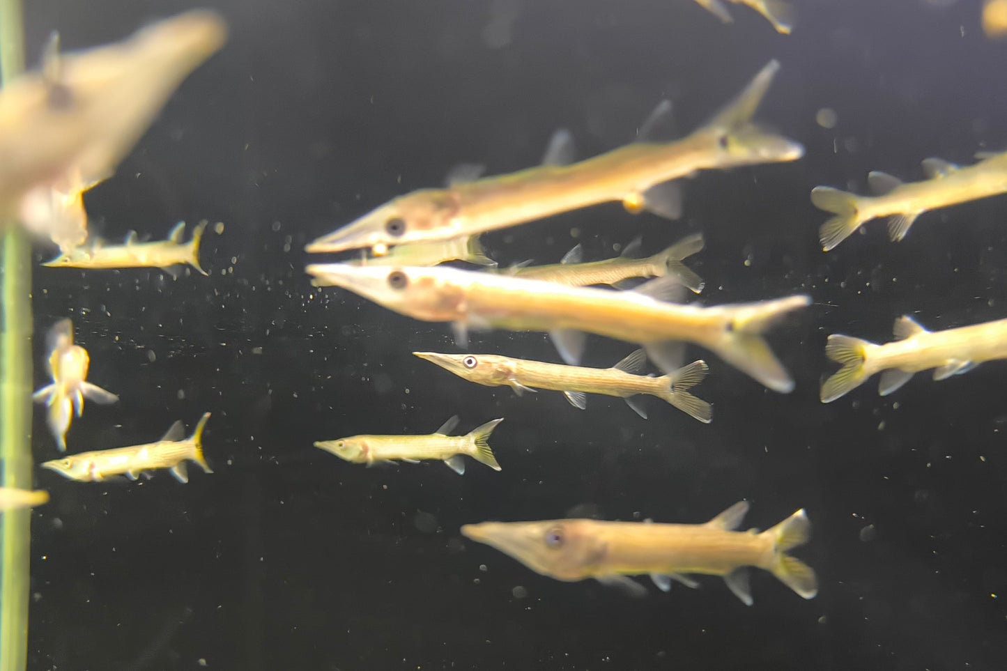 Barracuda