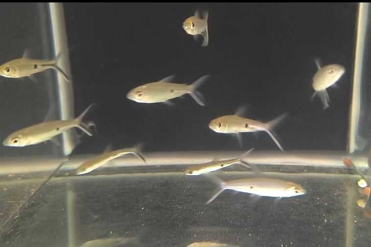 Hemiodus Unimaculatus