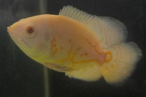 Oscar Albino