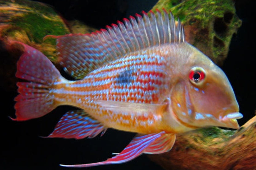 Geophagus Abalios