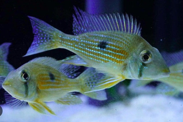 Geophagus Taeniopareius