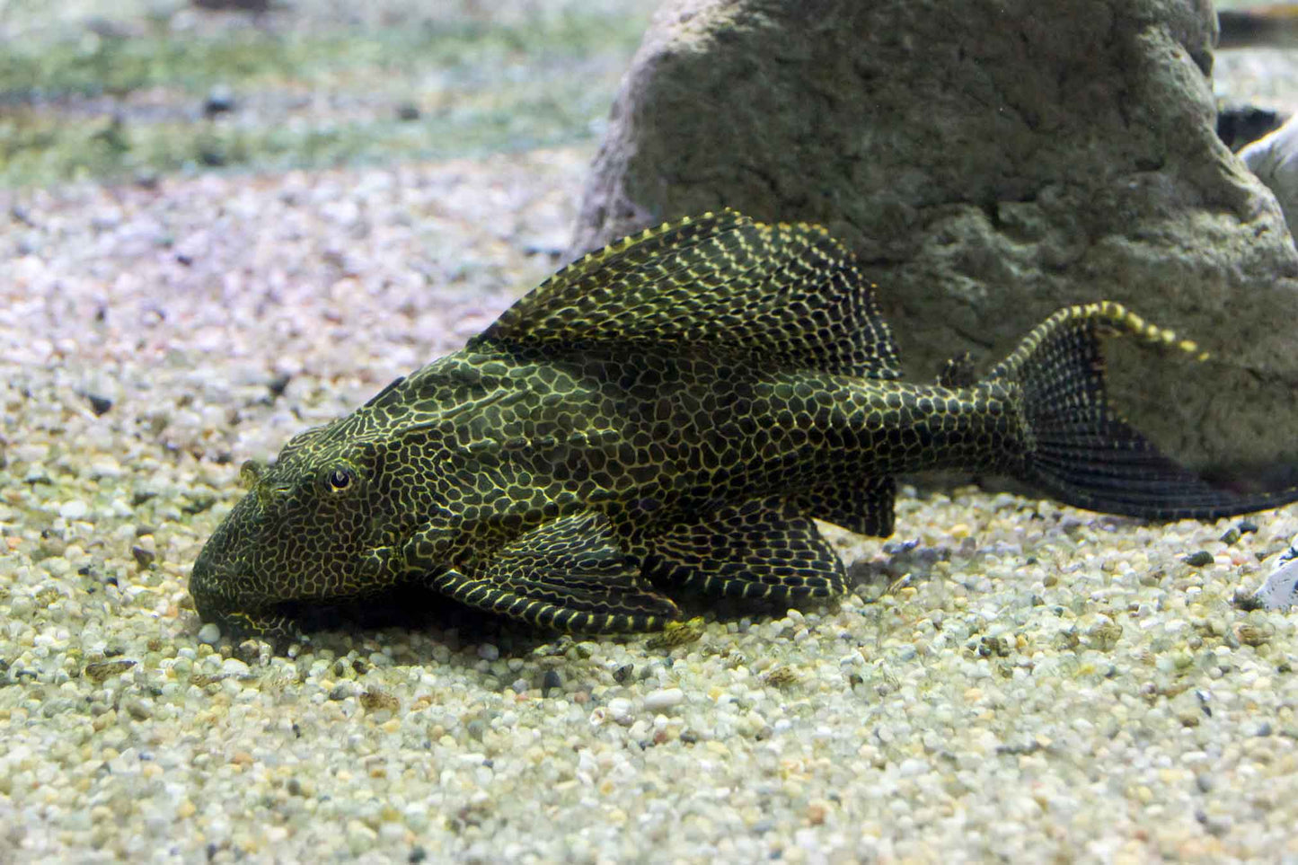 Pleco (hipostomus plecostomus)