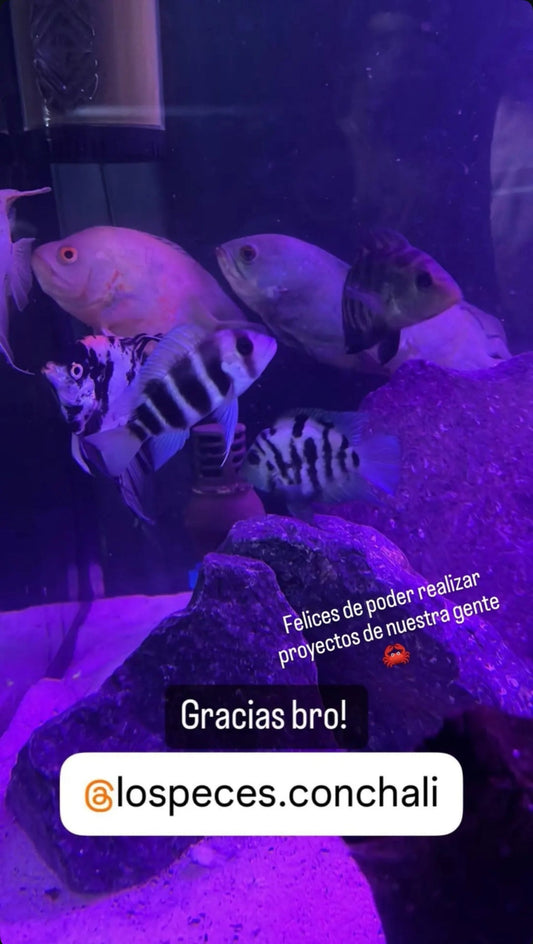 18/06/24