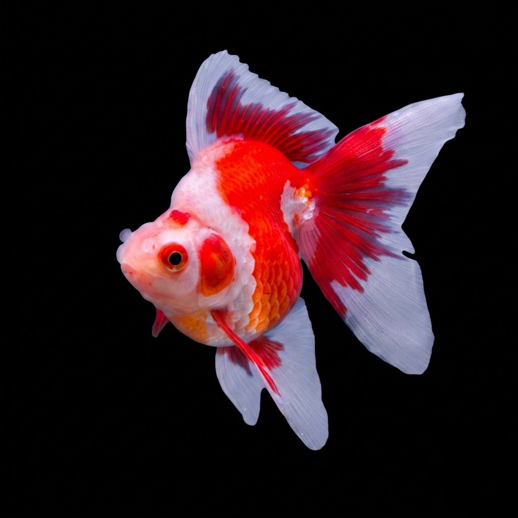 Peces de agua fría