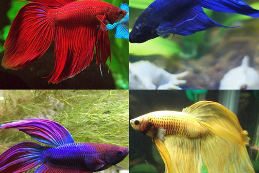 Betta Macho Splendens