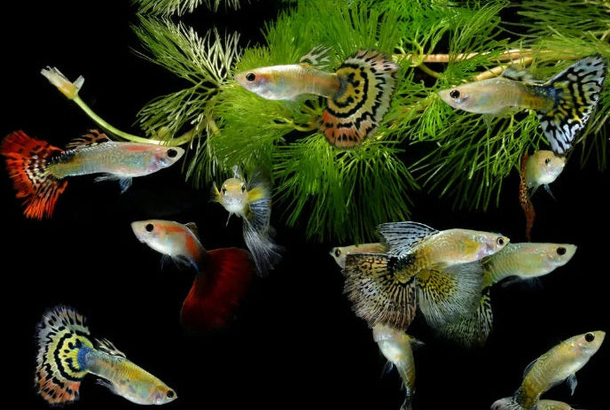 Guppys mix