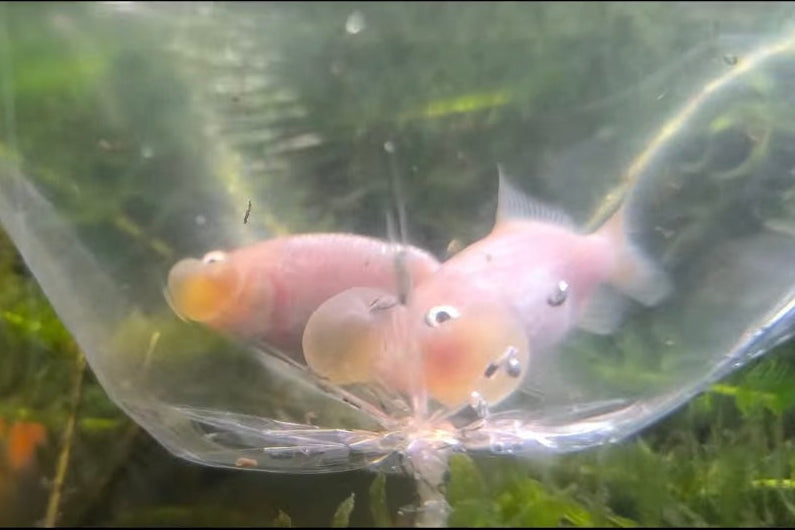 Carassius Burbuja