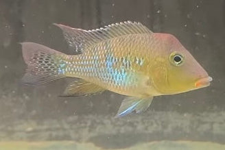Geophagus Stemndaicheri