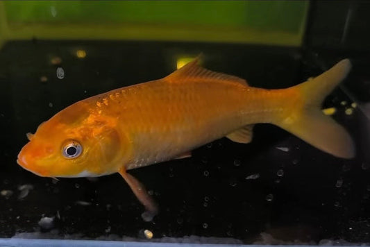 Koi