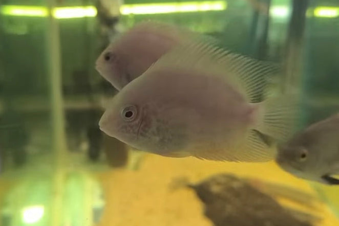 Severum Gold