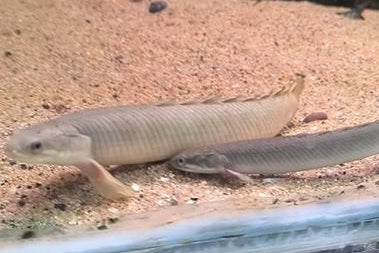Dragón de Senegal