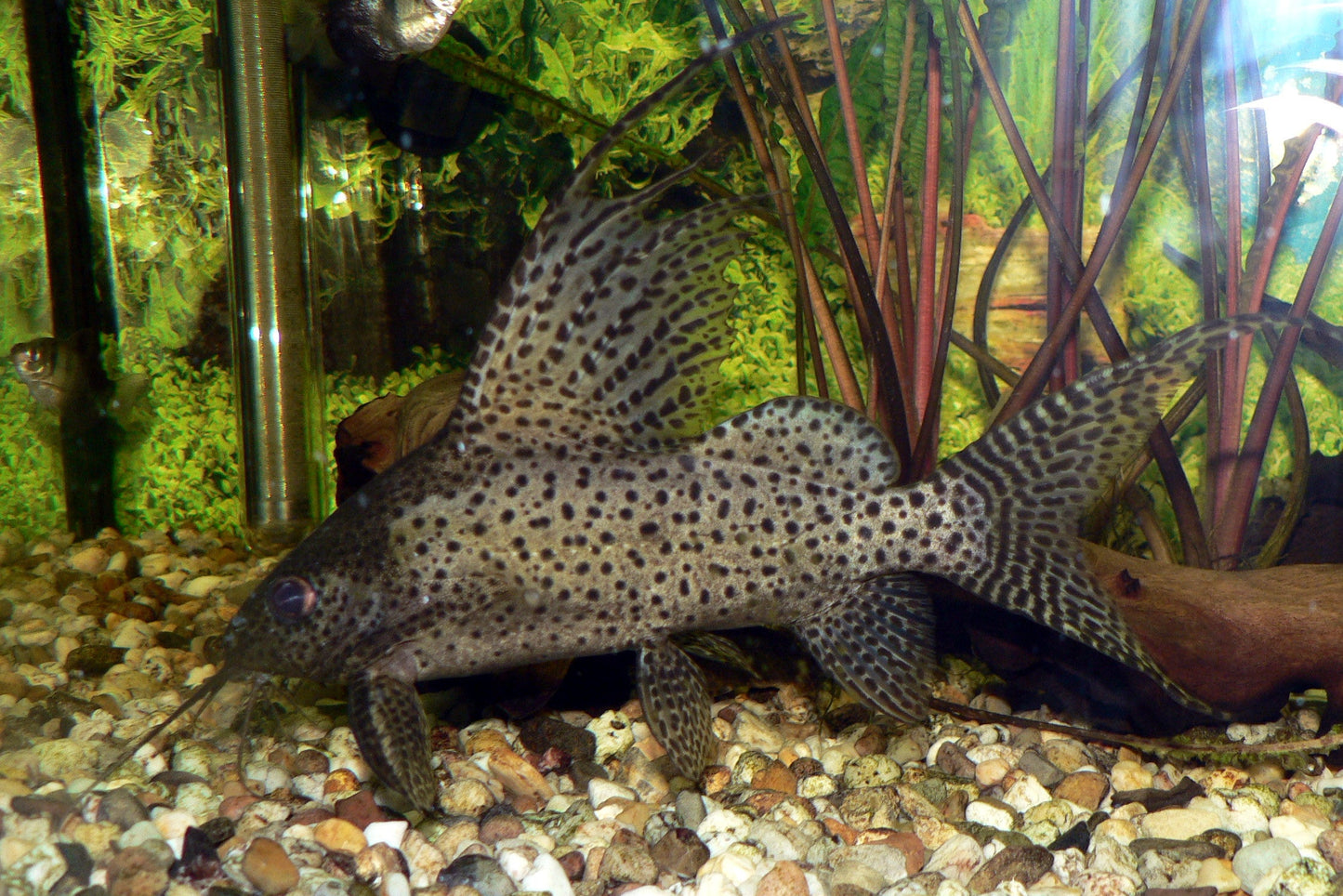 Synodontis