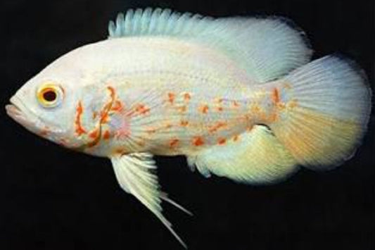 Oscar Albino