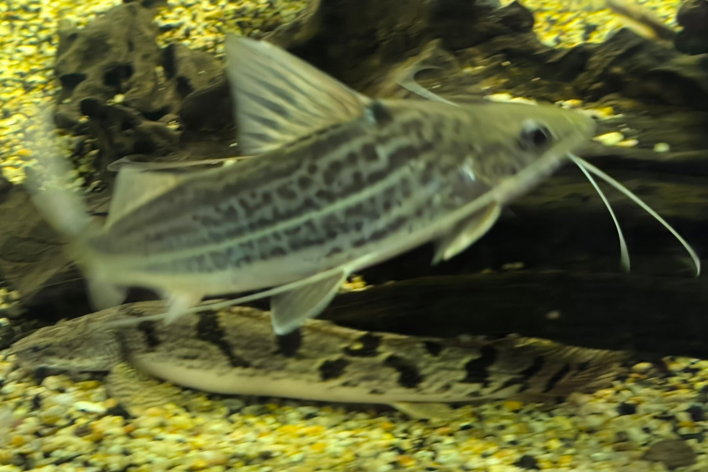 Pimelodella Pictus