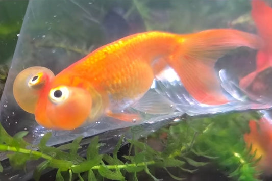 Carassius Burbuja