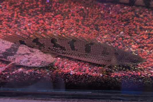 Dragon Dehelzi (polipterus dehelzi)