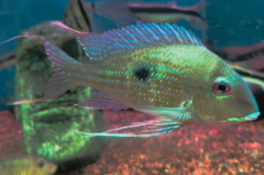 Geophagus Surinamensis