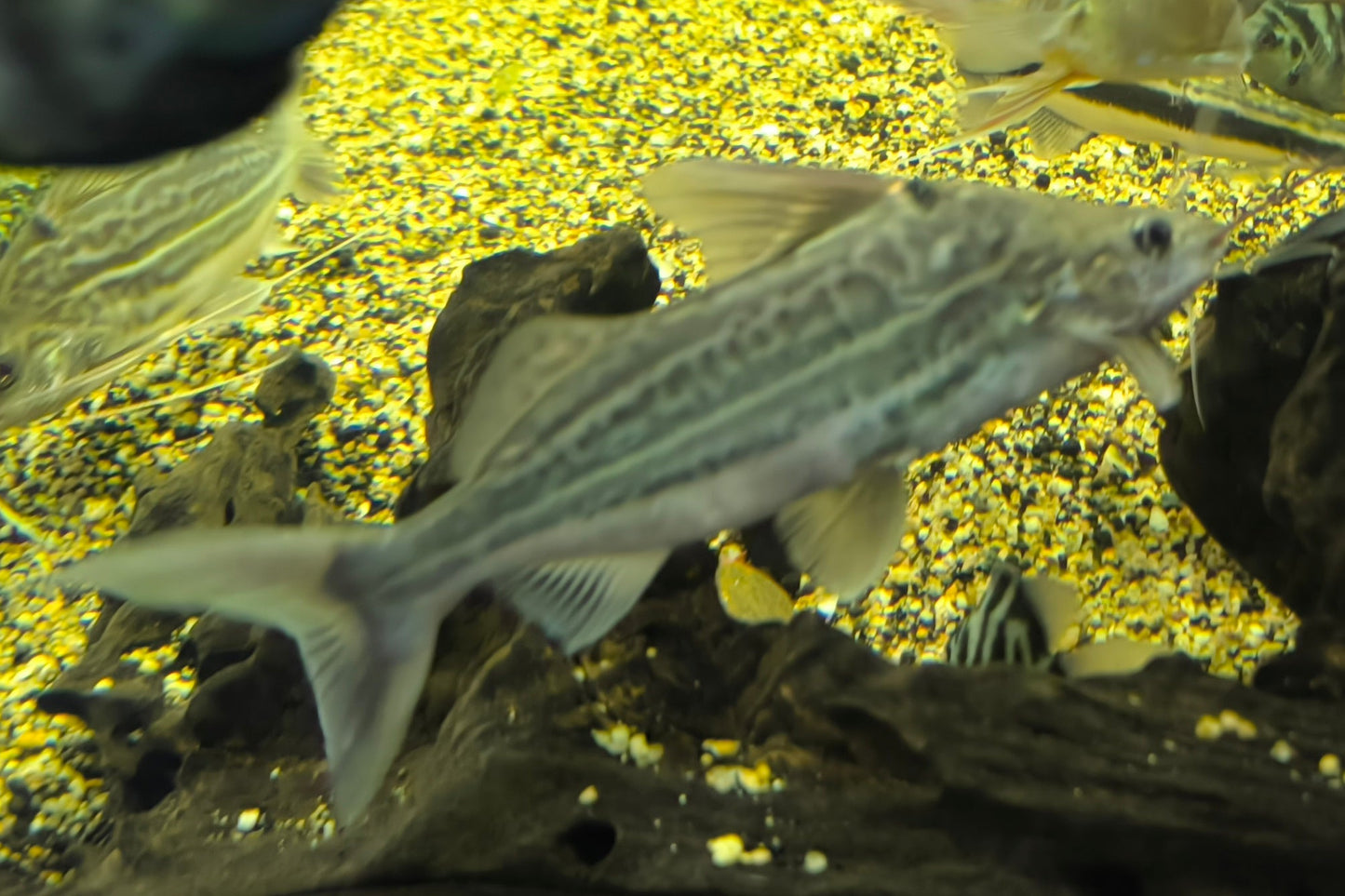 Pimelodella Pictus