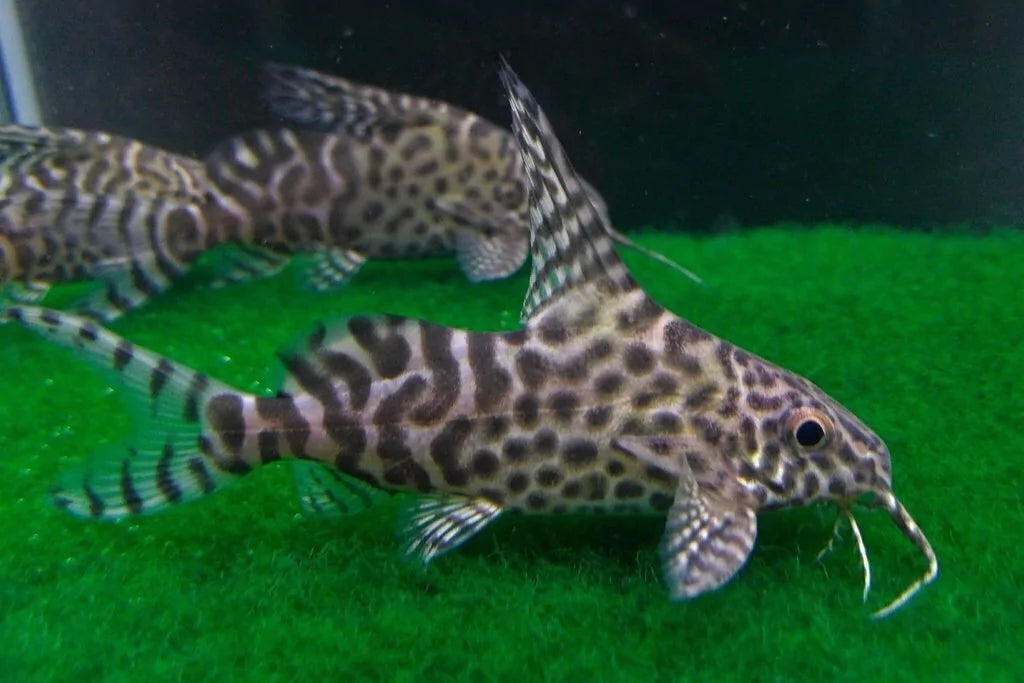 Synodontis