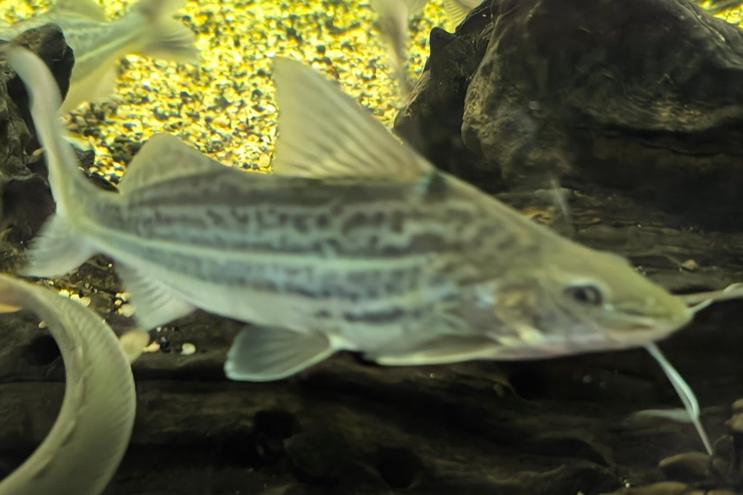 Pimelodella Pictus