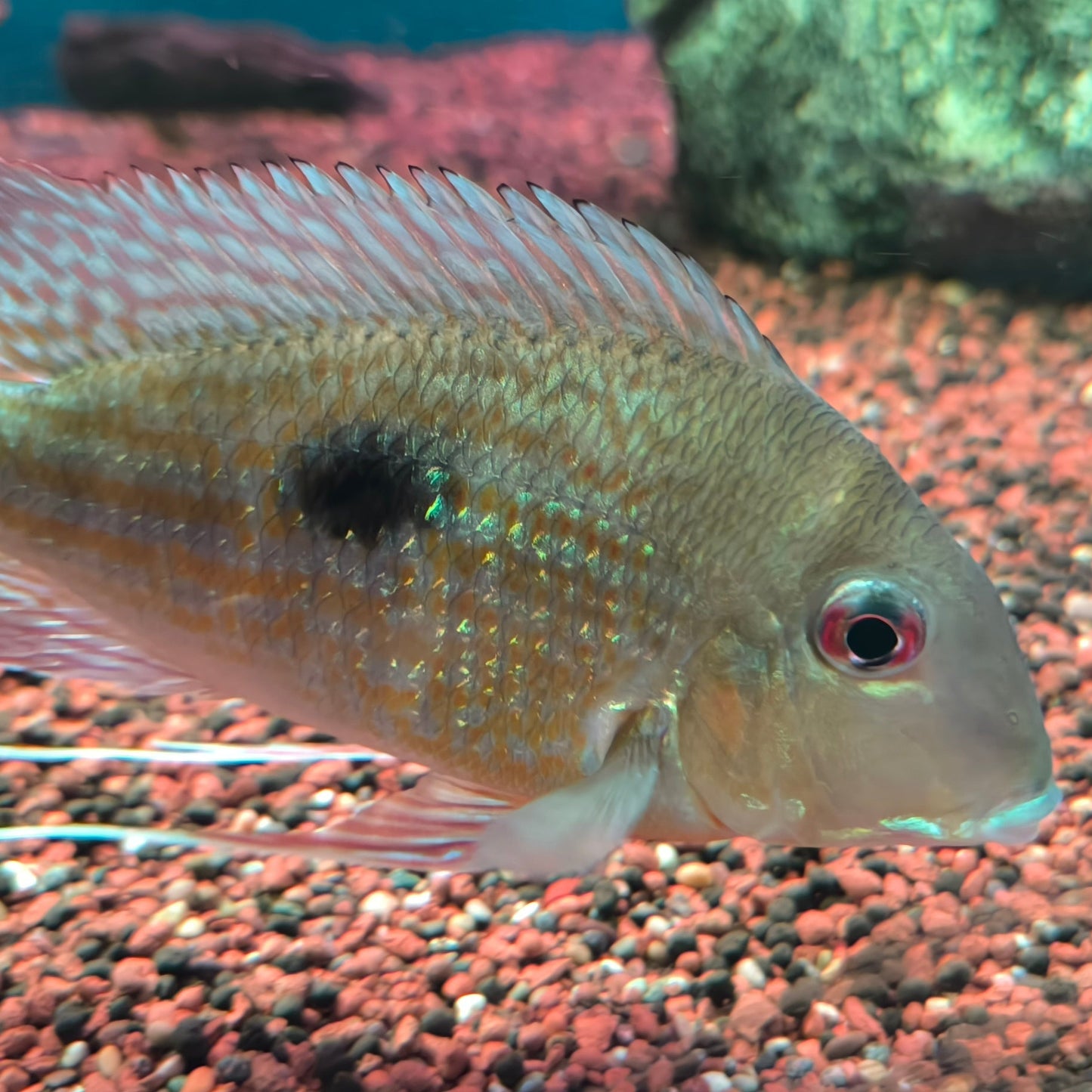 Geophagus Surinamensis