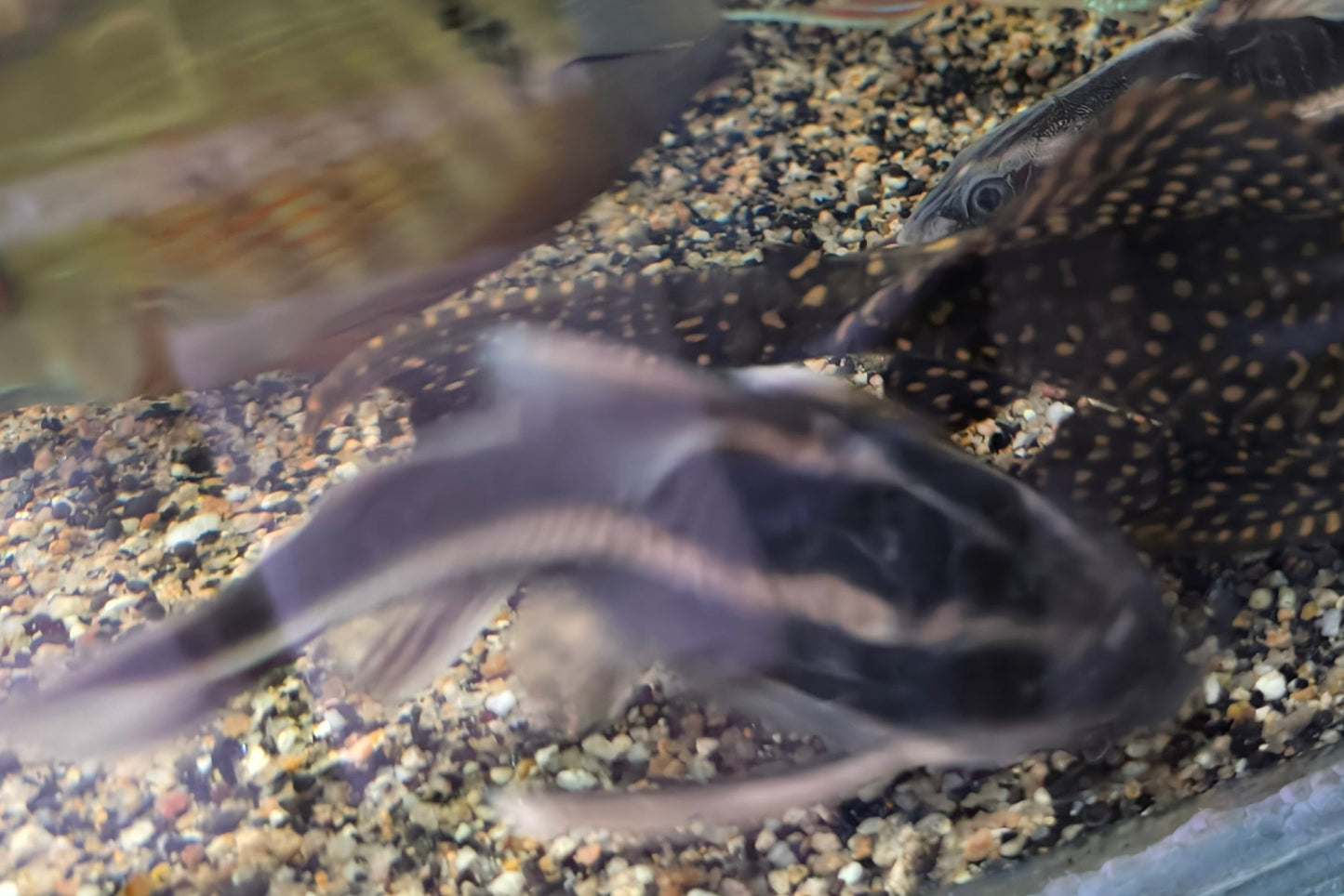 Rafle (platidora costatus)