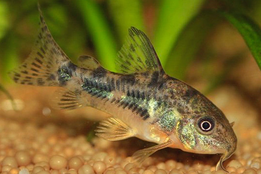 Corydora Paleatus