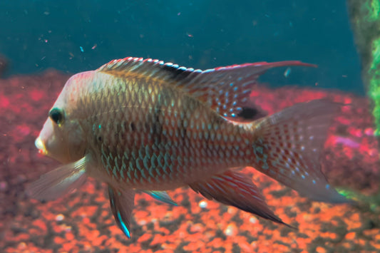 Geophagus Stemndaicheri