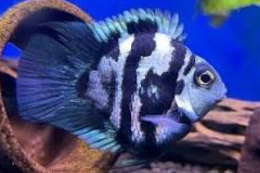 Polar Blue Parrot