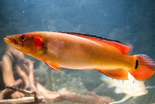 Crenicichla Rosada (Bocón)