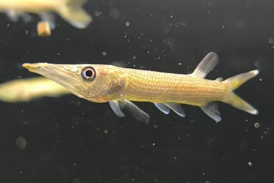 Barracuda