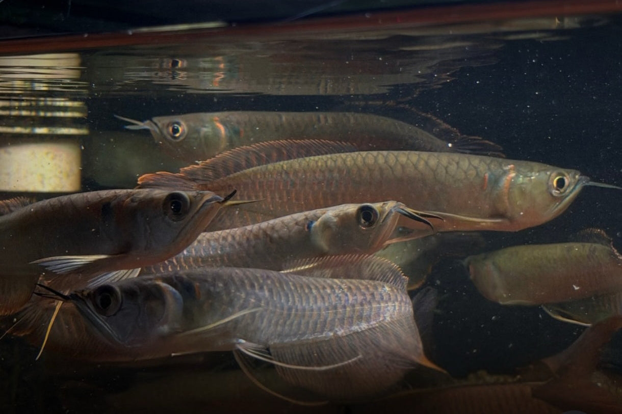 Arowana Silver