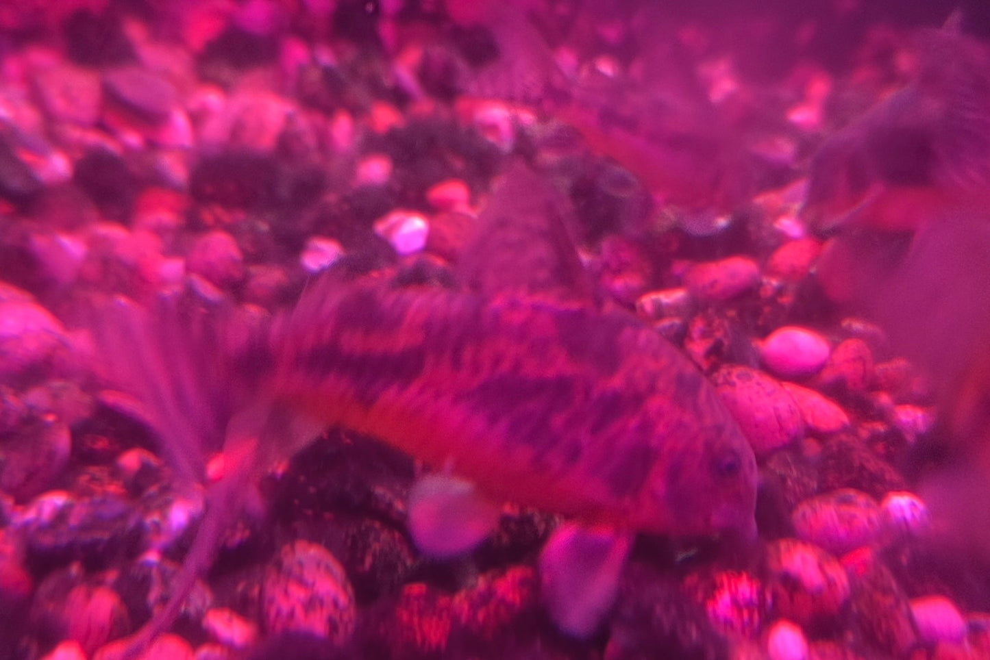 Corydora Paleatus