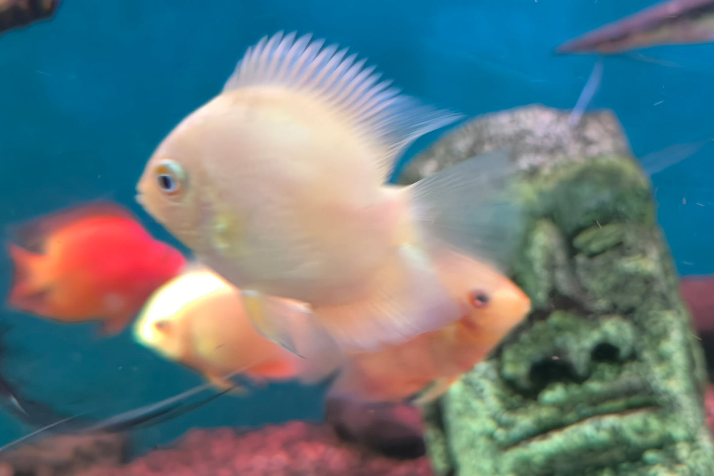 Severum Gold