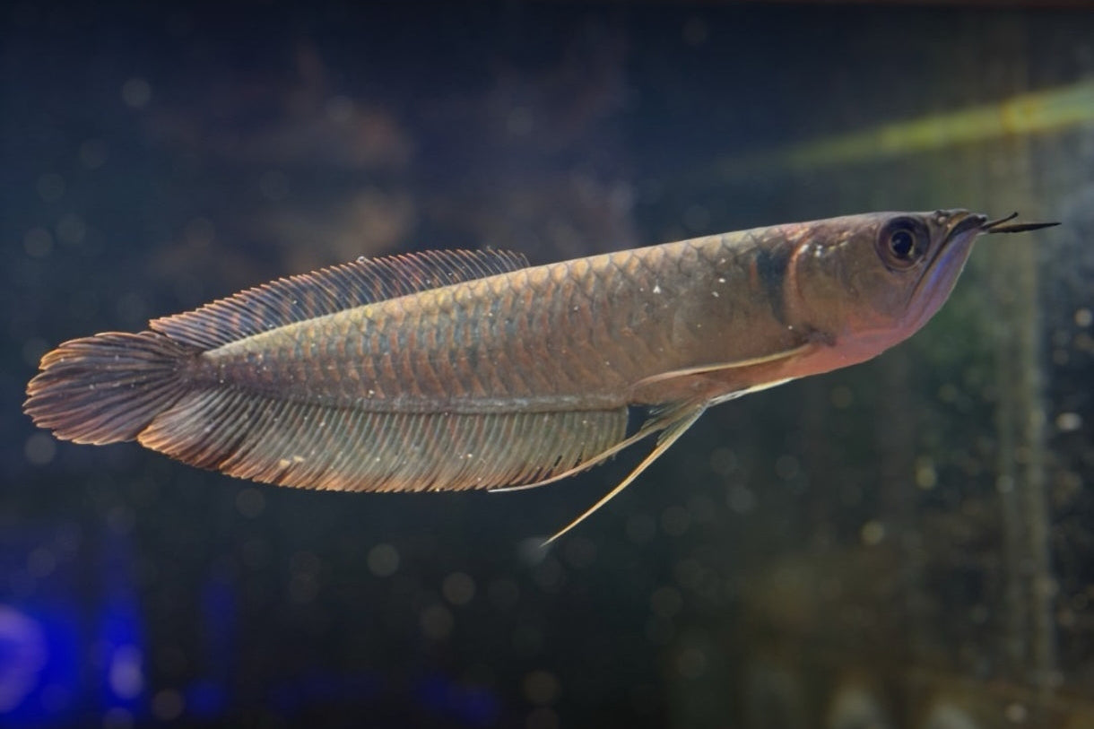 Arowana Silver