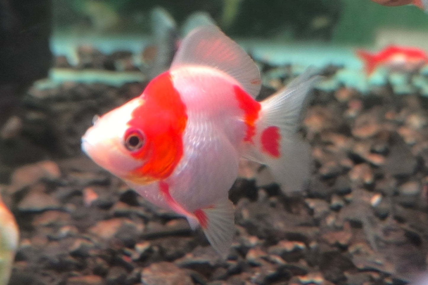 Ryukin