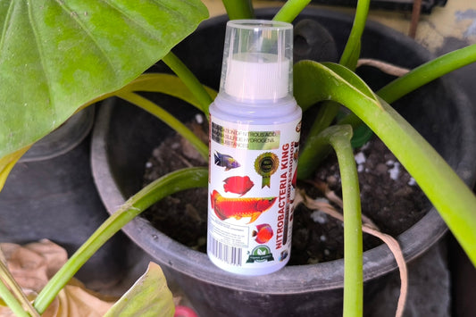 Bacterias Siso
