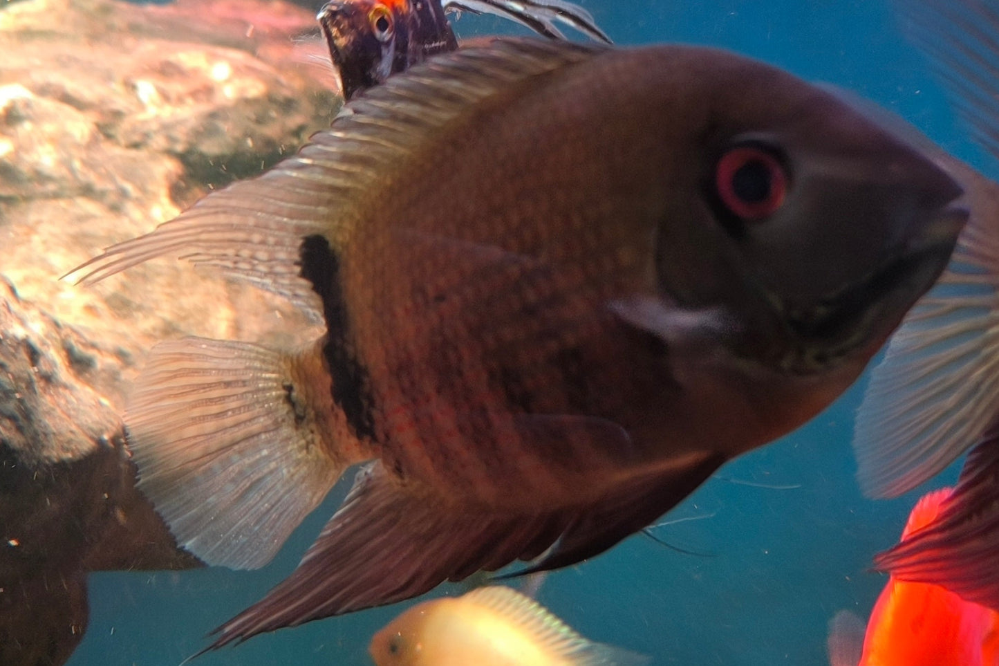 Severum Liberifer