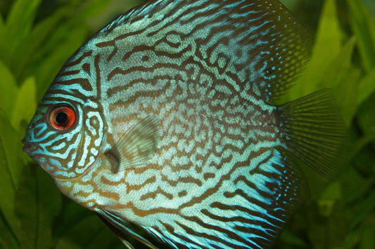Disco Turquesa Brillante