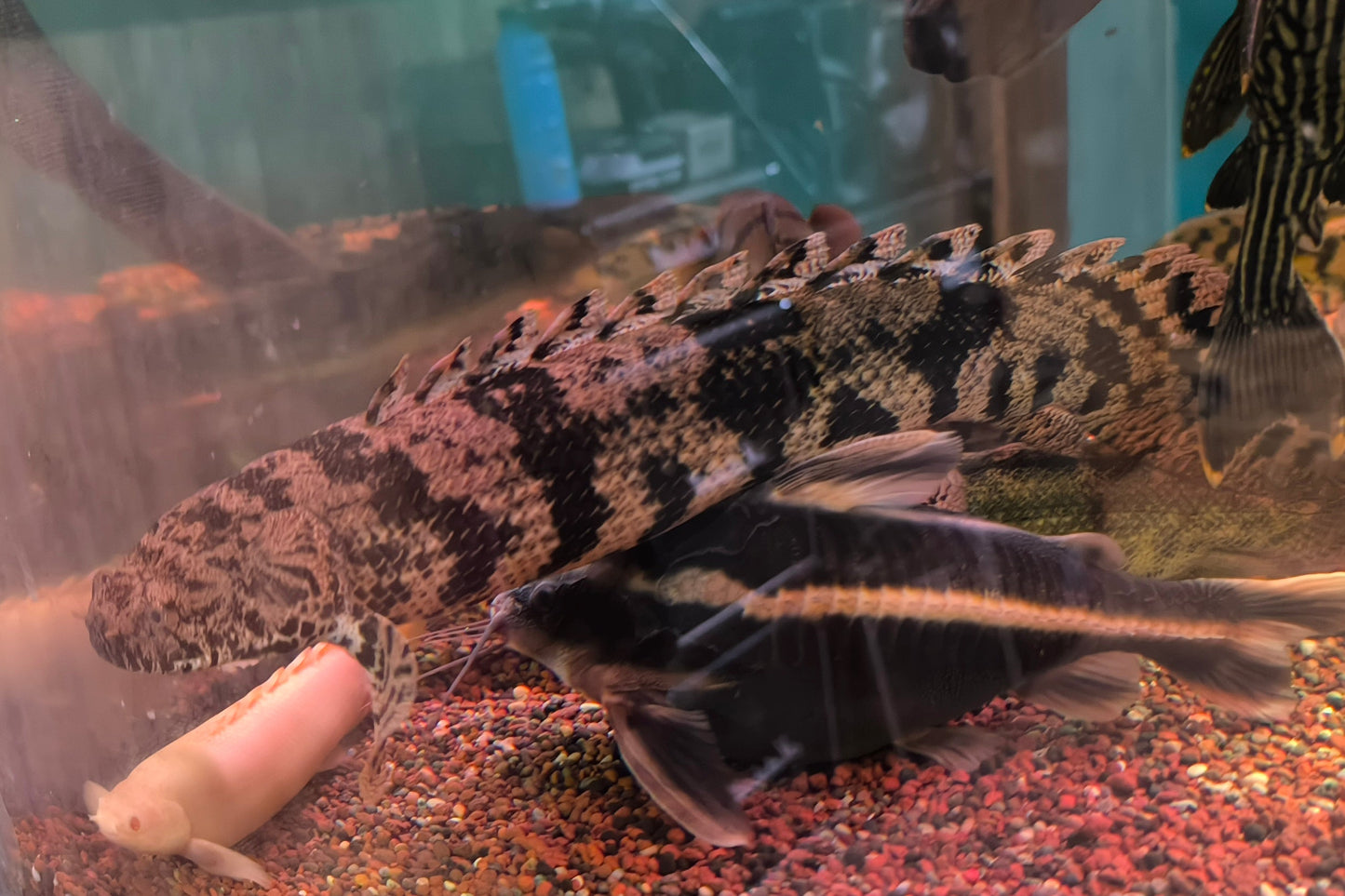 Dragón Endlicheri