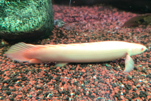 Dragon Albino (polipterus senegal)