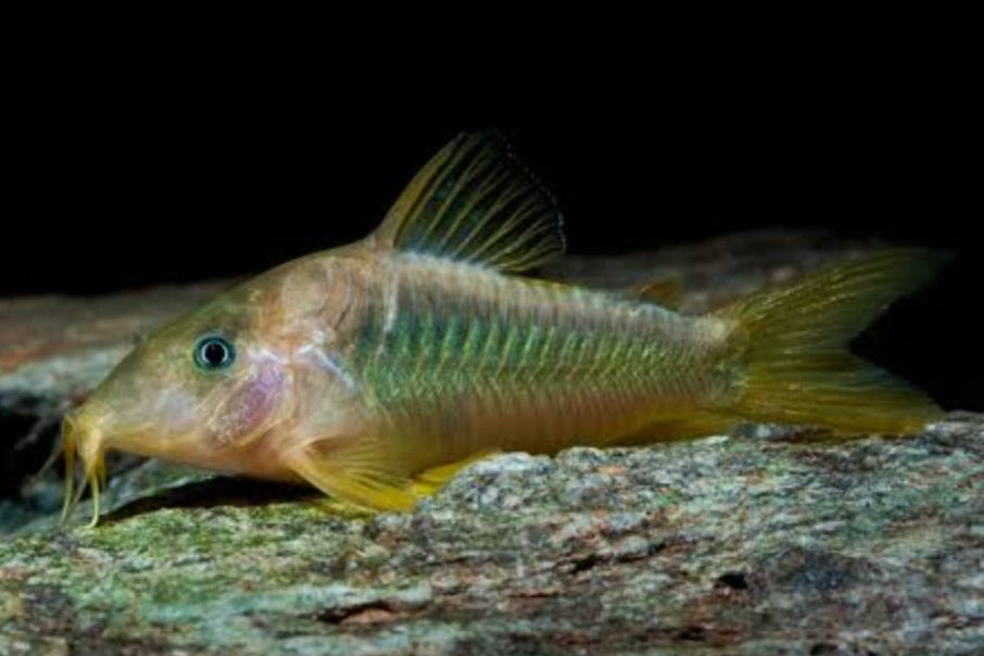 Corydora Green Colombia