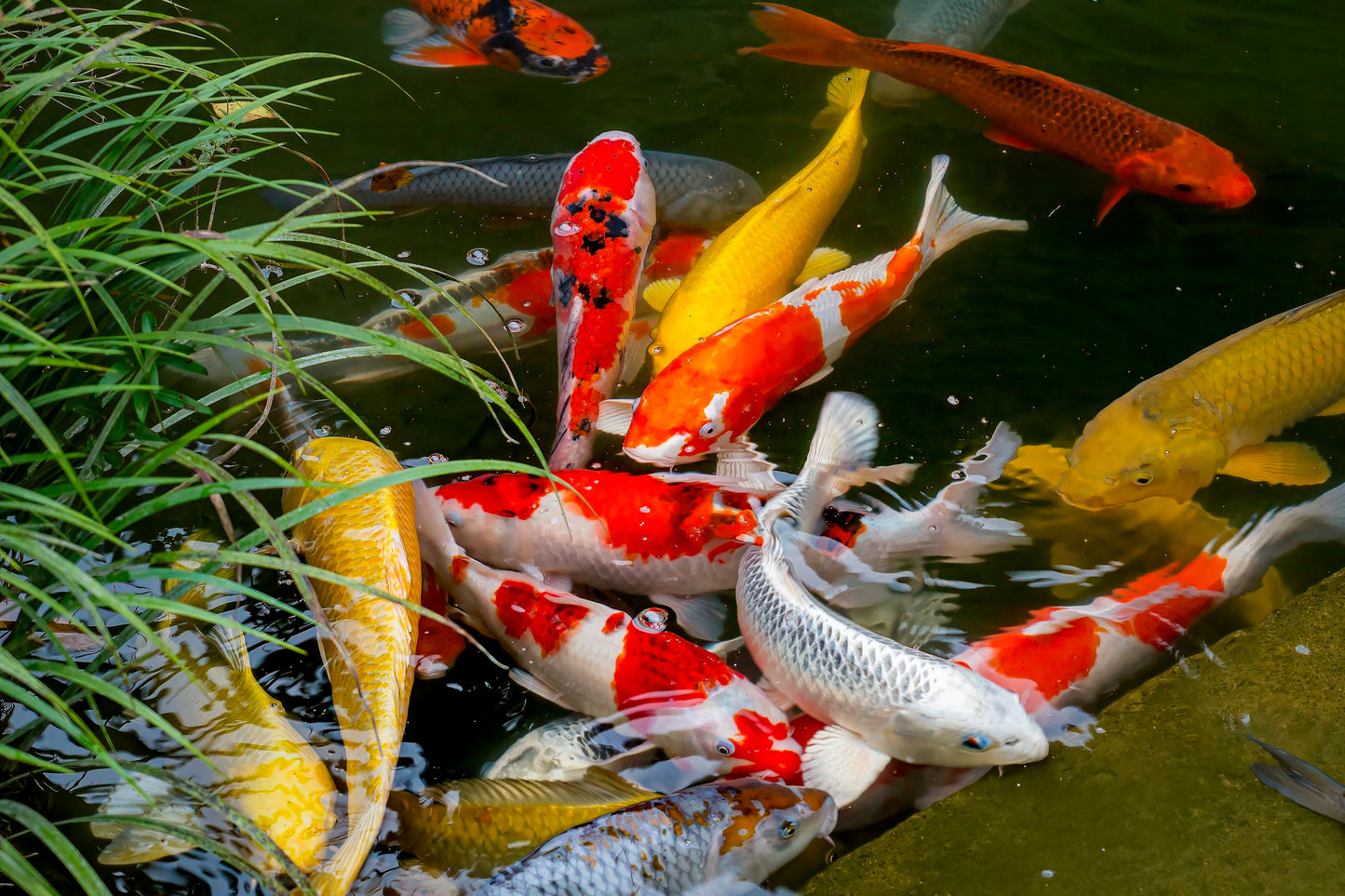 Koi