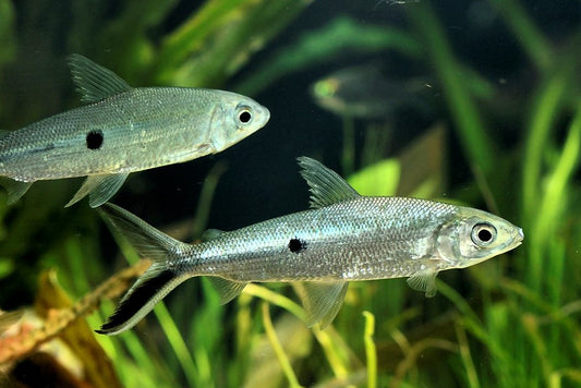 Hemiodus Unimaculatus