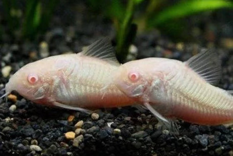 Corydora Albina