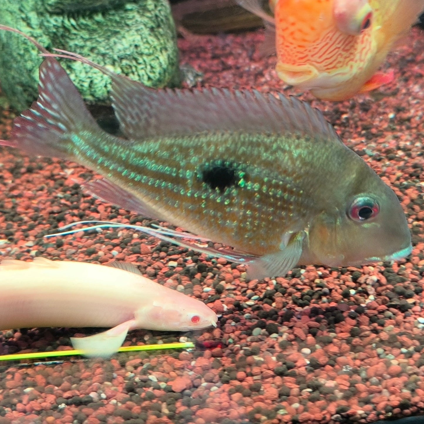 Geophagus Surinamensis