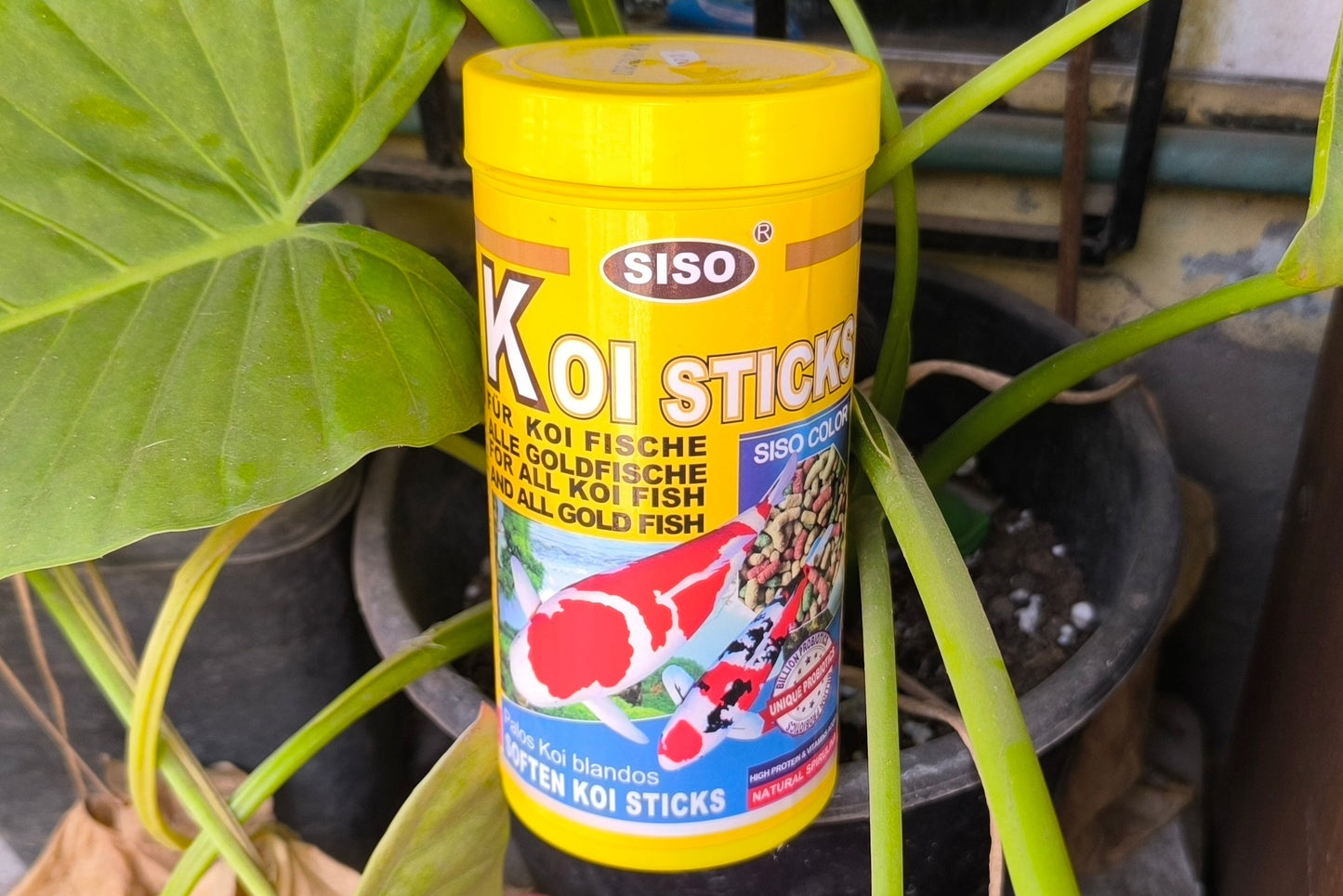Alimento de Koi Siso
