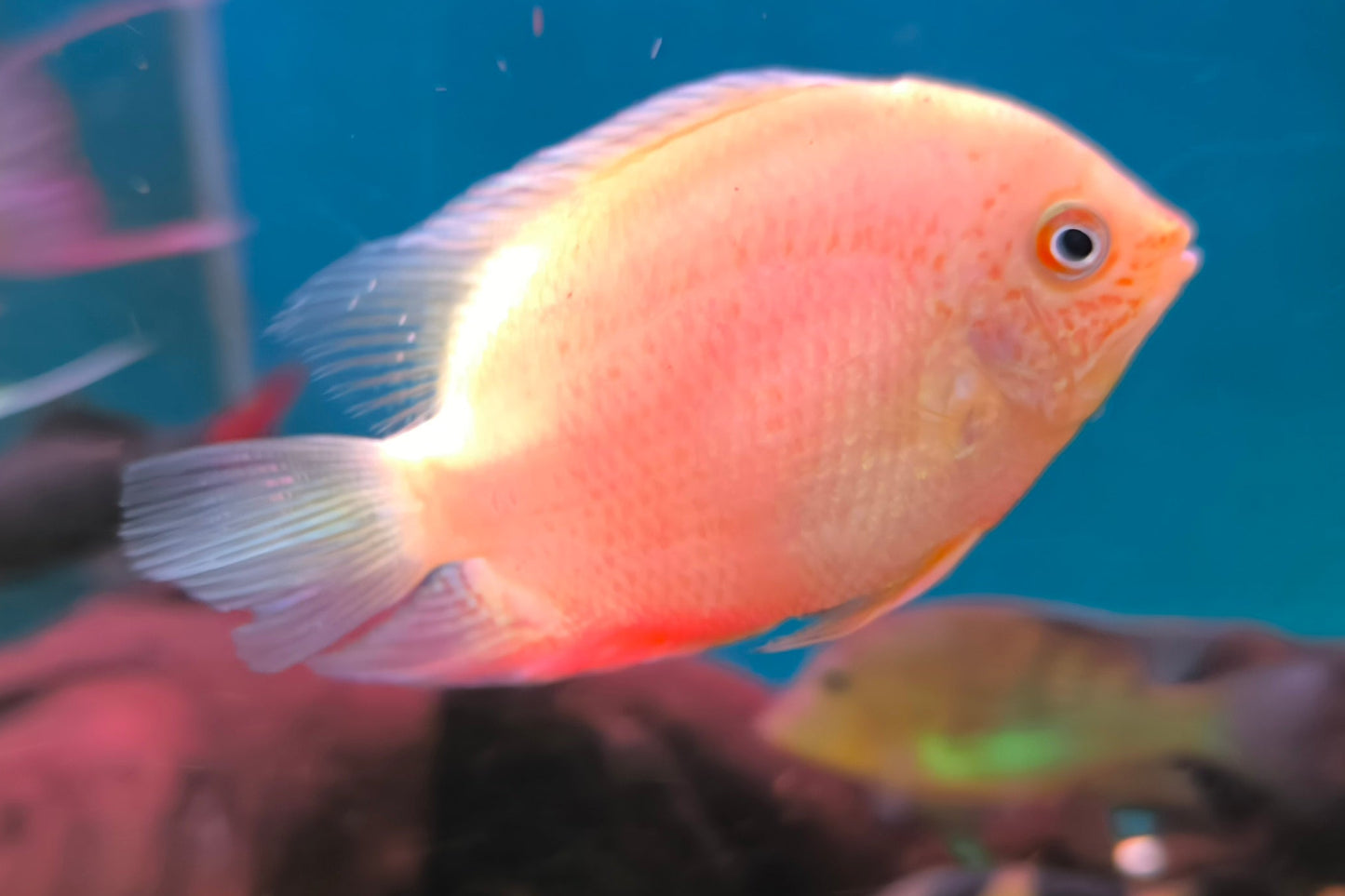 Severum Gold