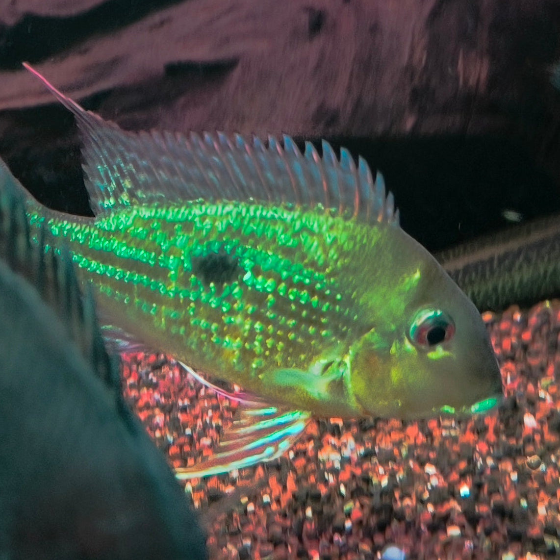 Geophagus Surinamensis